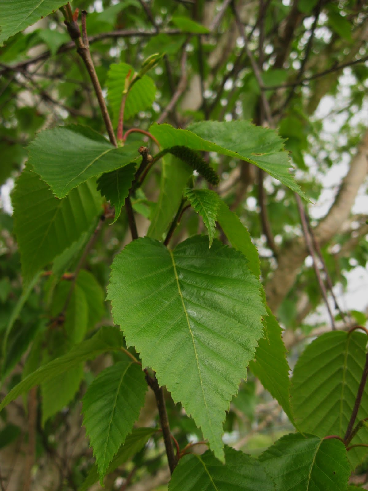 Betula utilis jacquemontii